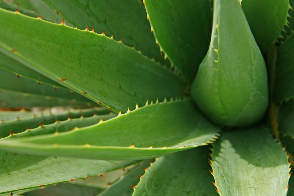 aloe vera a možnosti využitia